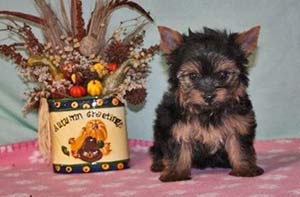Hope's male pup